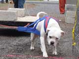 IWPA - Canine Weight Pull
