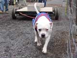 IWPA - Canine Weight Pull