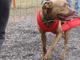 IWPA - Canine Weight Pull