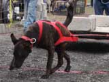 IWPA - Canine Weight Pull