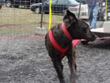 IWPA - Canine Weight Pull