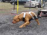 IWPA - Canine Weight Pull