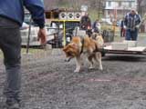 IWPA - Canine Weight Pull