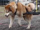 IWPA - Canine Weight Pull