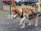 IWPA - Canine Weight Pull