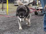 IWPA - Canine Weight Pull