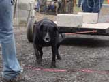 IWPA - Canine Weight Pull