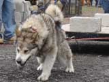 IWPA - Canine Weight Pull