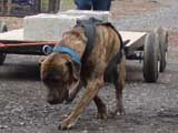 IWPA - Canine Weight Pull