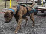 IWPA - Canine Weight Pull