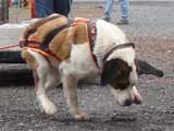 IWPA - Canine Weight Pull