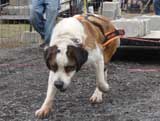 IWPA - Canine Weight Pull