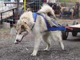 IWPA - Canine Weight Pull