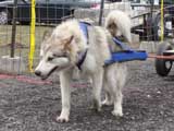 IWPA - Canine Weight Pull