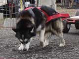 IWPA - Canine Weight Pull