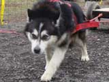 IWPA - Canine Weight Pull