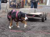 IWPA - Canine Weight Pull