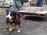 IWPA - Canine Weight Pull