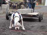 IWPA - Canine Weight Pull