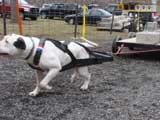 IWPA - Canine Weight Pull