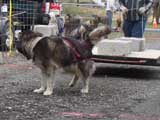 IWPA - Canine Weight Pull