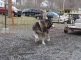IWPA - Canine Weight Pull