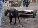 IWPA - Canine Weight Pull