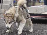 IWPA - Canine Weight Pull