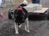 IWPA - Canine Weight Pull