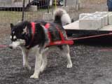 IWPA - Canine Weight Pull