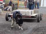 IWPA - Canine Weight Pull