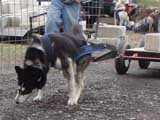 IWPA - Canine Weight Pull