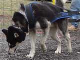 IWPA - Canine Weight Pull
