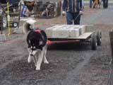 IWPA - Canine Weight Pull