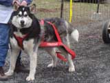 IWPA - Canine Weight Pull