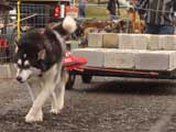 IWPA - Canine Weight Pull