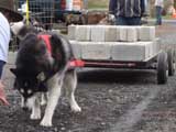 IWPA - Canine Weight Pull