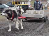 IWPA - Canine Weight Pull