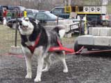 IWPA - Canine Weight Pull