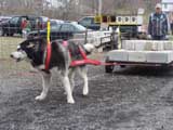 IWPA - Canine Weight Pull