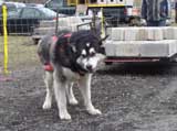IWPA - Canine Weight Pull