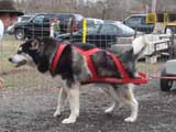 IWPA - Canine Weight Pull