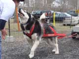 IWPA - Canine Weight Pull
