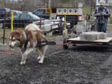 IWPA - Canine Weight Pull