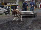 IWPA - Canine Weight Pull