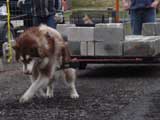 IWPA - Canine Weight Pull