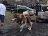 IWPA - Canine Weight Pull