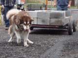 IWPA - Canine Weight Pull