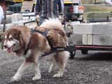 IWPA - Canine Weight Pull