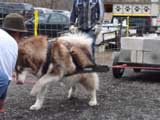 IWPA - Canine Weight Pull